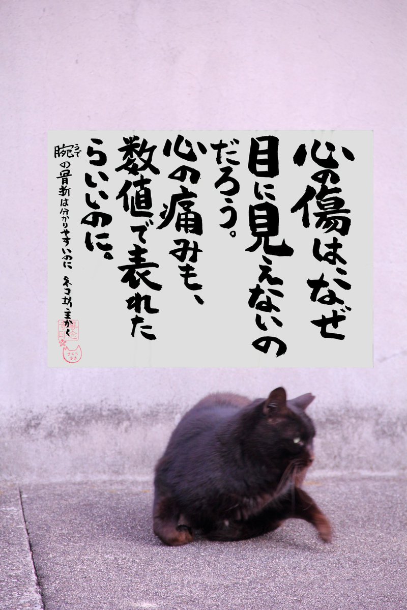 専念寺/ネコ坊主 tweet media