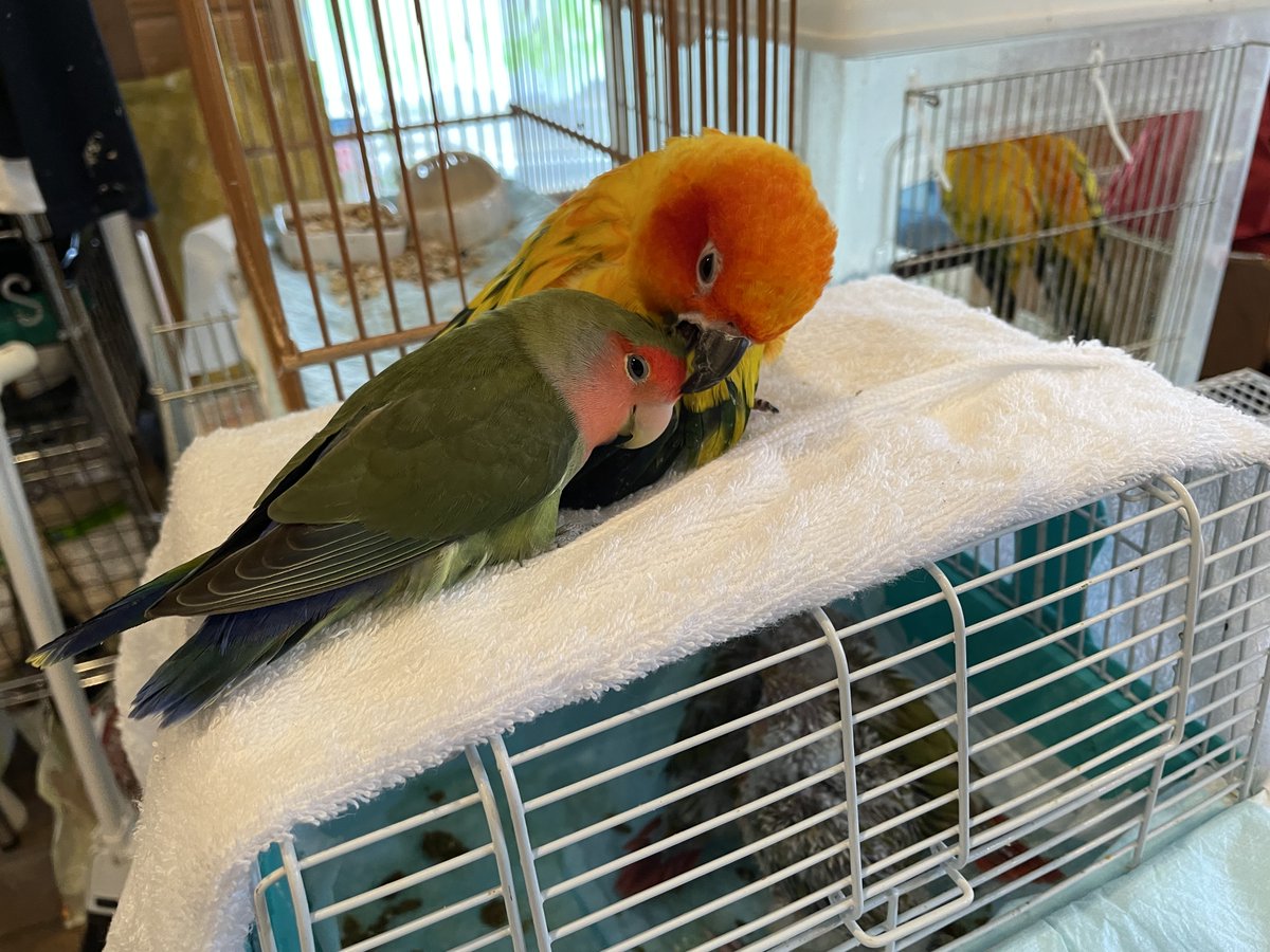 えの助 tweet media