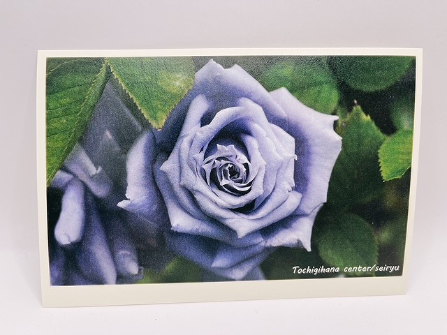 wavebreeder's tweet photo. そういうことになってたんだ！
小林森治さんが作出した青バラは栃木花センターが保存。
「青龍」はじめ14品種を見れる企画展は4/11～5/6まで。

「青いバラの父」　佐野市出身の小林森治さん　企画展始まる　栃木市(とちぎテレビ)
https://t.co/Wushk95fU6 #バラ https://t.co/Eriwzm4UgN