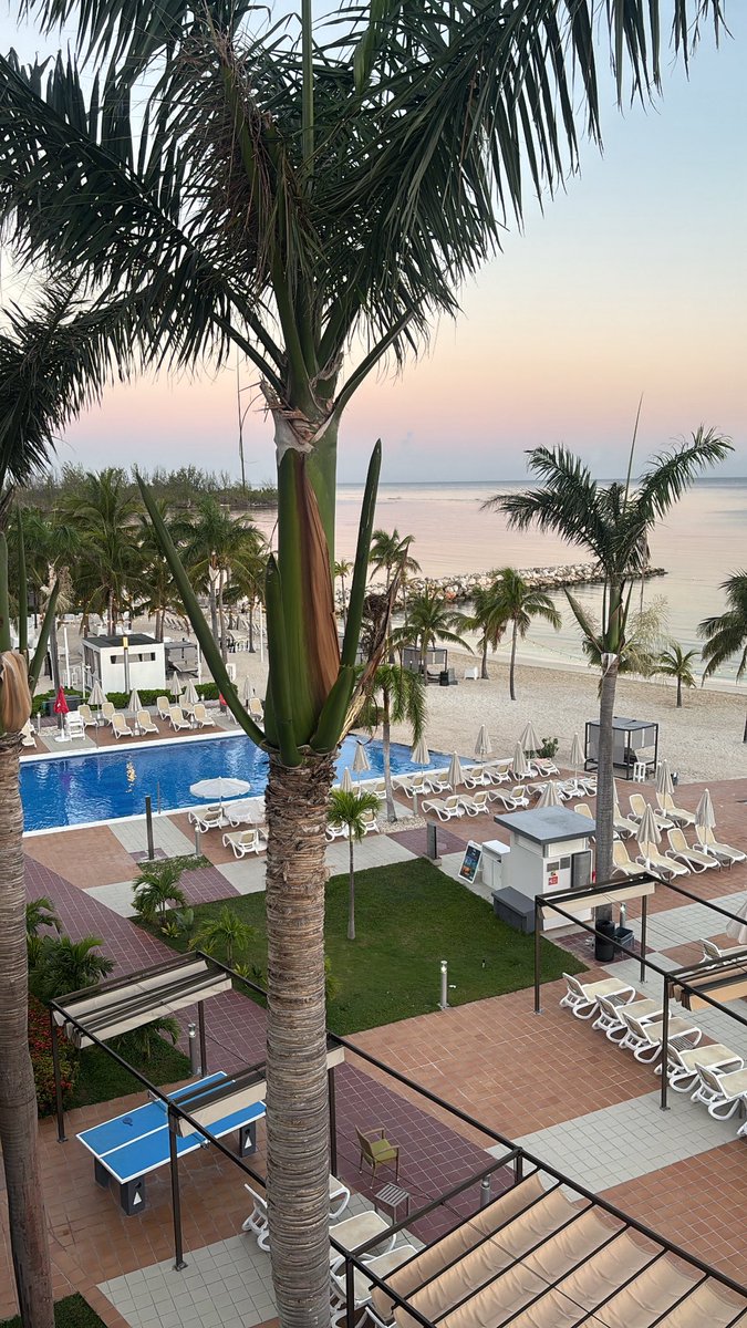 the don. tweet media