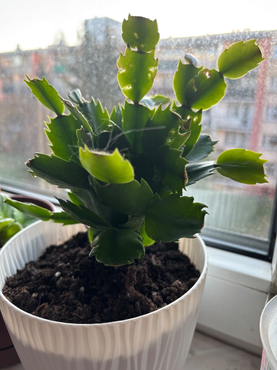 Леяра tweet media