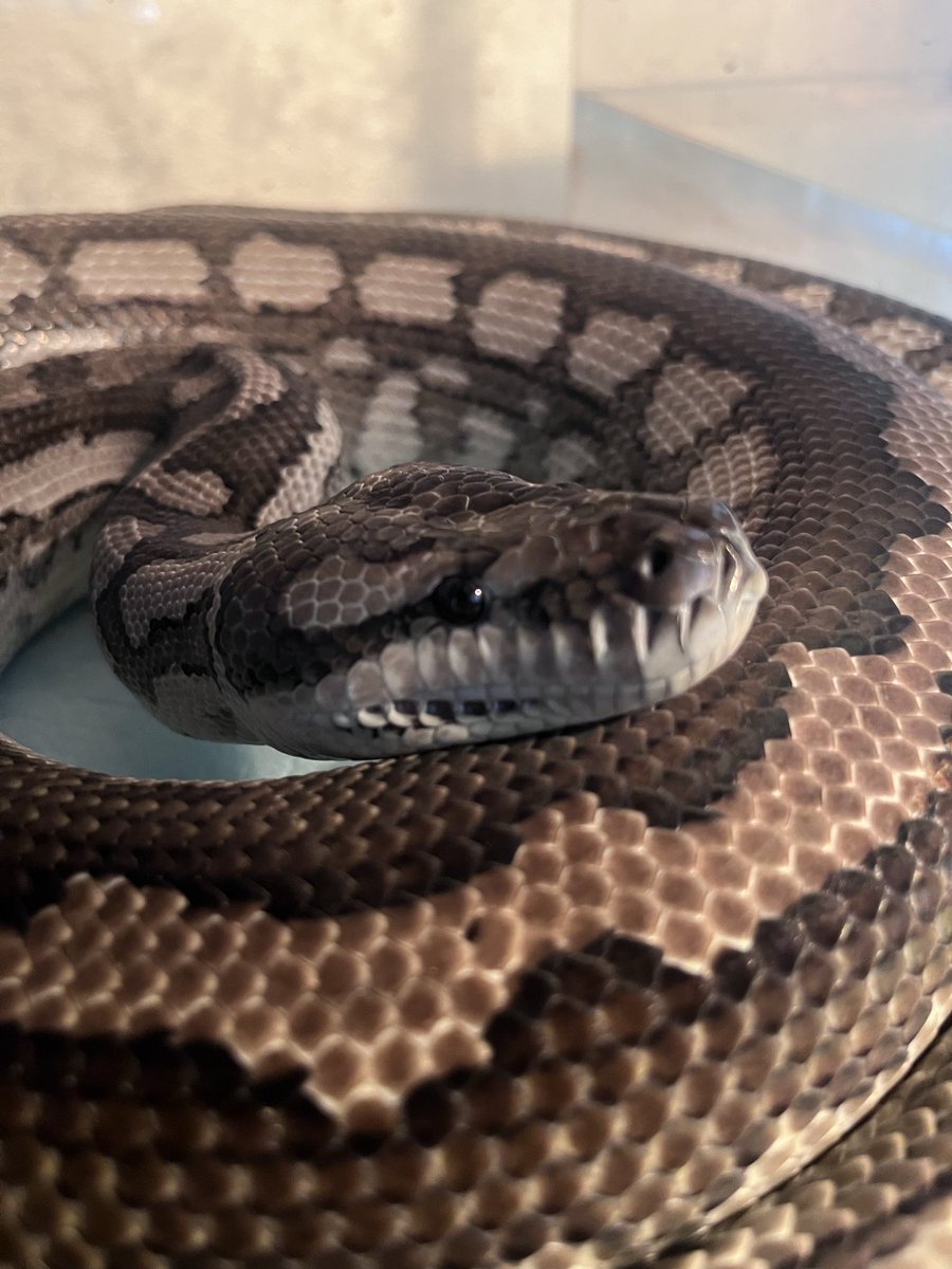 ねこゆー及びたんたん tweet media