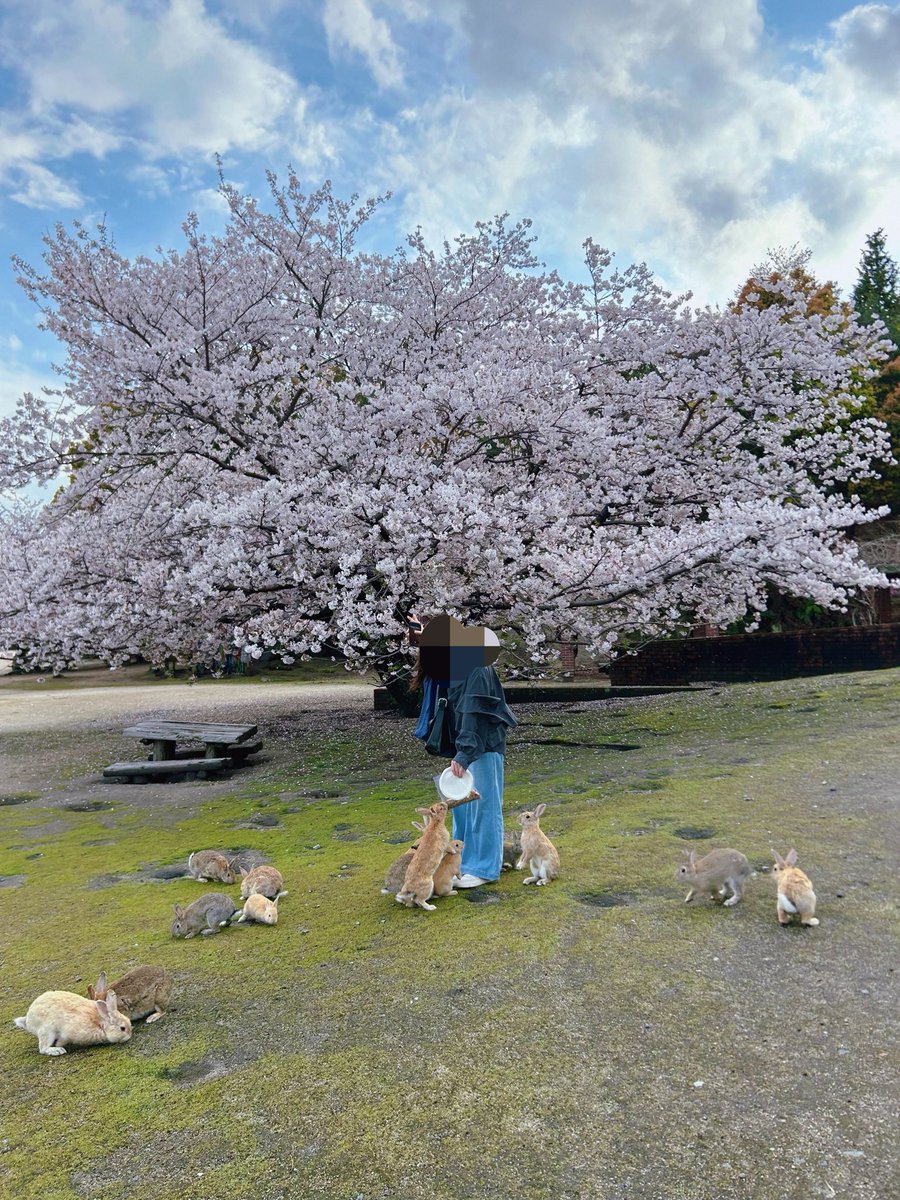 Nobuko🐇 tweet media