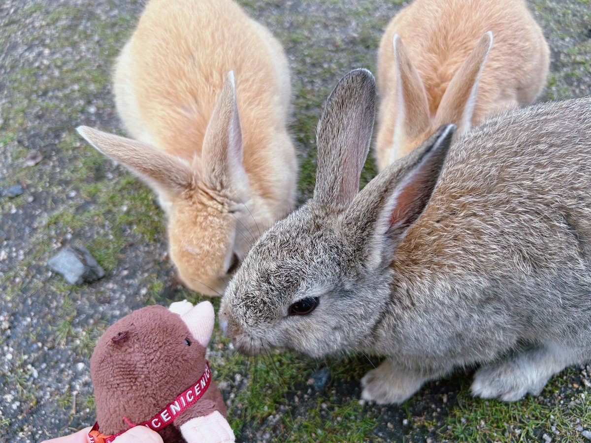 Nobuko🐇 tweet media