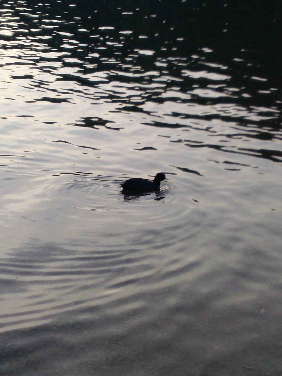 i9663vi's tweet image. Nature.

stepart.it/index.php/ffff…

#Stepart #nature #fotography #naturemagic #fotographies #naturelove