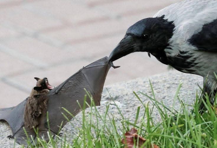 M. Inferna 🔥 tweet media