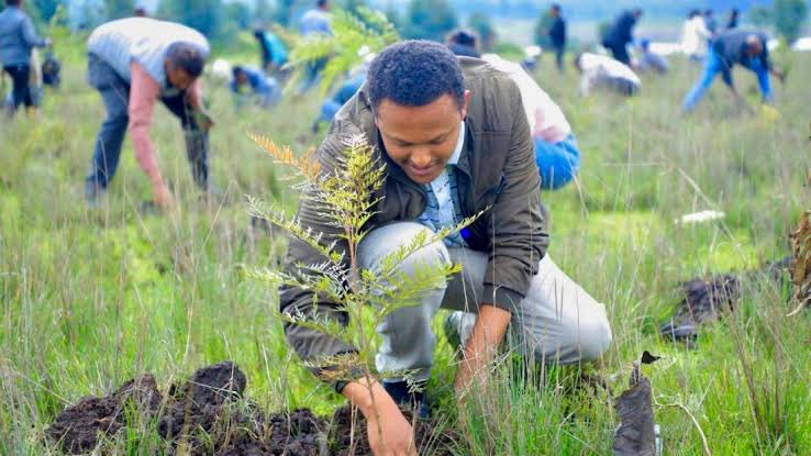 GetinetHambisaa's tweet image. Nature has given us everything; air, water, food, life.
The least we can do now is stand up for it.

Don’t know where to start?
Start simple. Start now.

Plant a tree!
#ClimateAction #PlantATree #ProtectNature