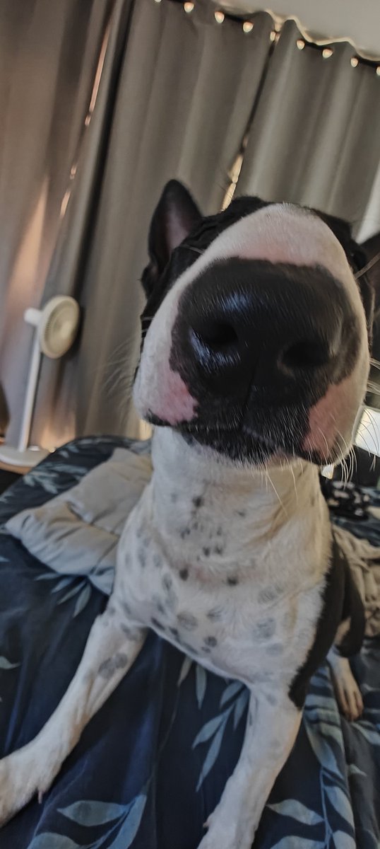 pastel de nastya tweet media