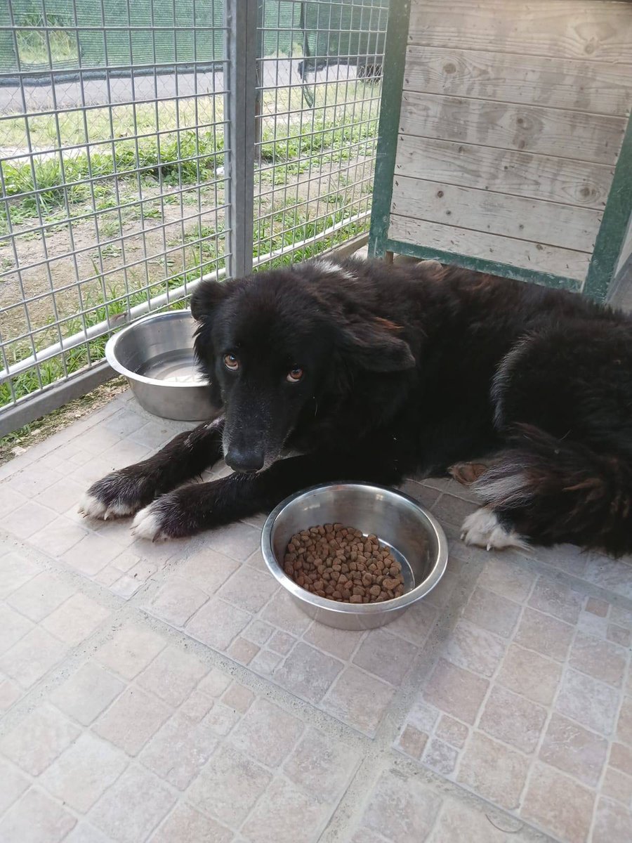 Guadeloupe Animaux tweet media