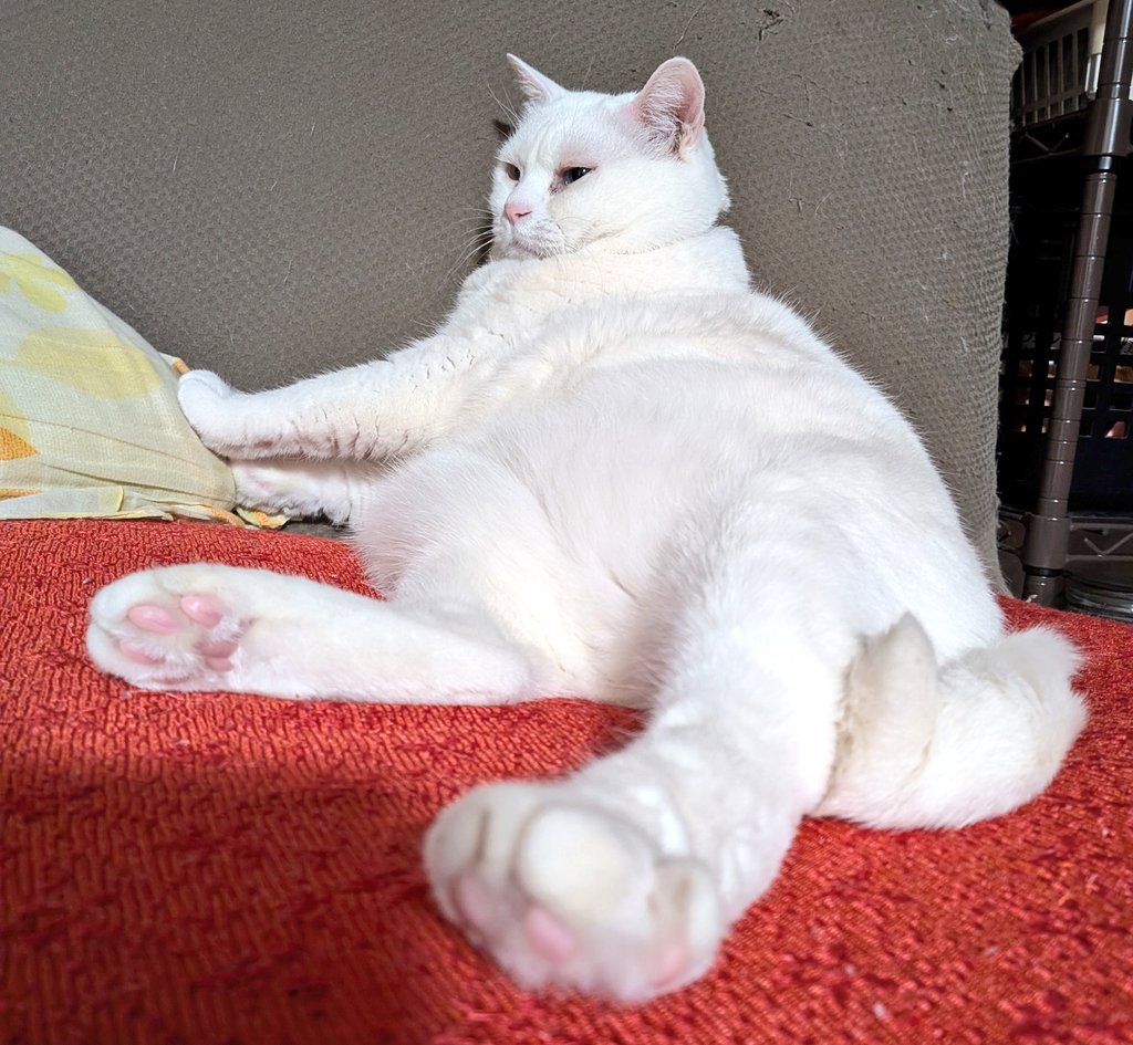 キャッツアイ tweet media