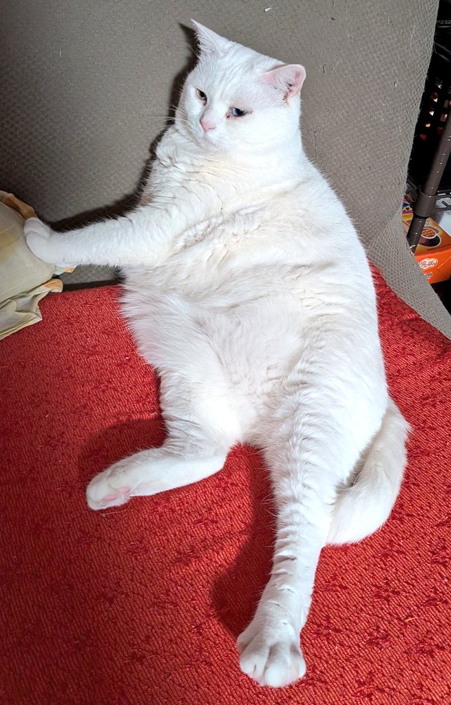 キャッツアイ tweet media