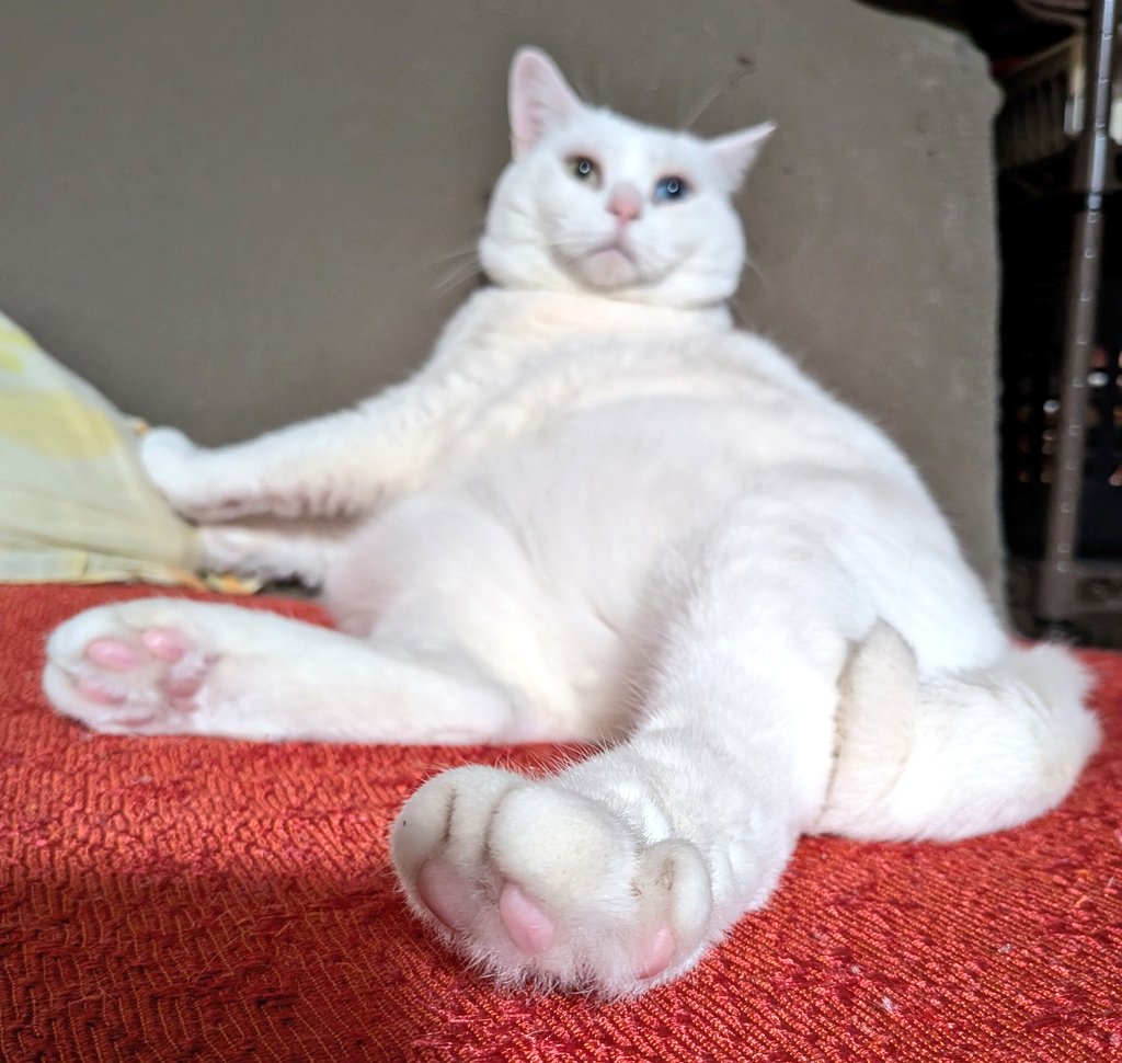 キャッツアイ tweet media