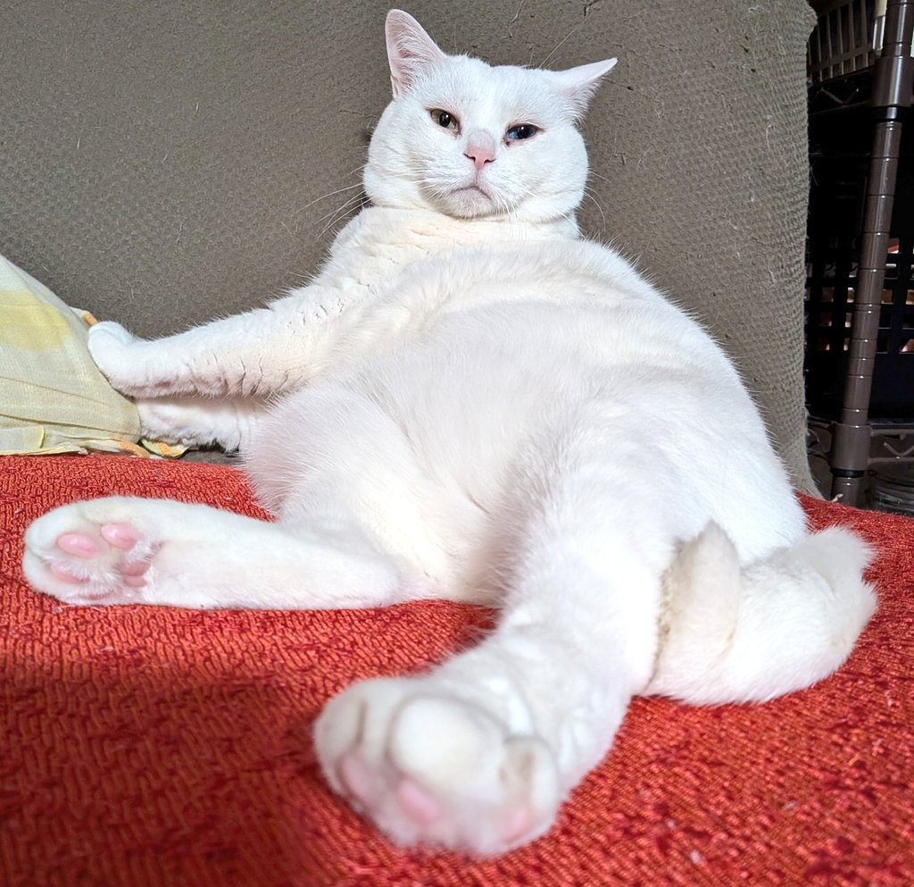 キャッツアイ tweet media