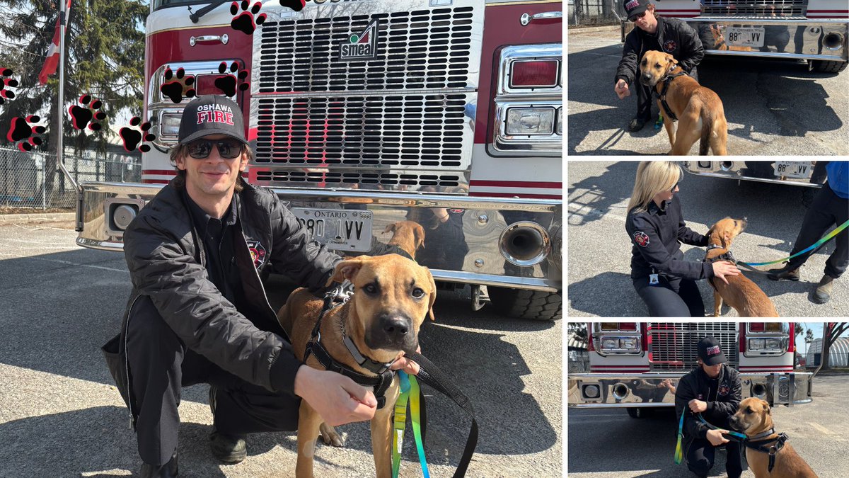 OshawaFire's tweet photo. Fire safety is for paws too!

If you have a pet at home remember to:
- Keep pets away from cooking areas
- Have working smoke alarms to keep everyone safe, including our furry friends

Visit Oshawa Animal Services to meet these adoptable furry friends!

@oshawacity @iafflocal465 https://t.co/CcoSBT9vf9
