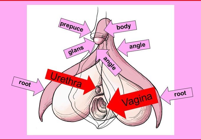 DEAR MEN,  

CLITORIS. VAGINAL GLANDS.  NIPPLES. EARS. NECK.  NAVEL. 

what married men/women should know.  Read, share,  REPOST. 

the clitoris has 8000 nerves.  don't touch it with masculine strength, rub and taste the inner part, not the just the top. you are not changing
