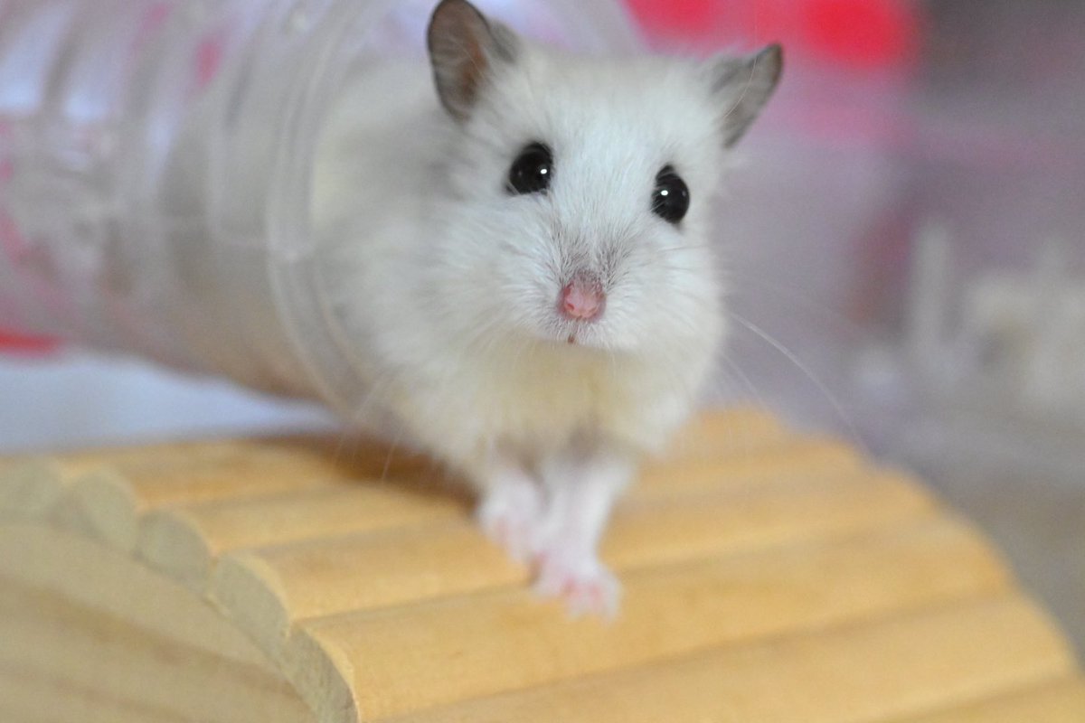 ジャンガリーズハムスター tweet media