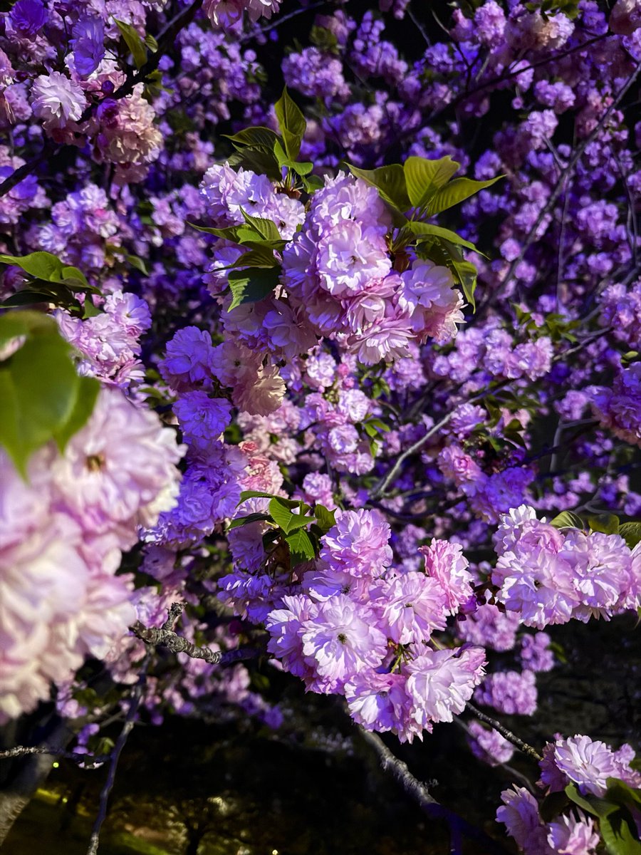 マユリ様＠酔っ払いポンコツ再開しました🏁🏇💛💙💛💙💛 tweet media