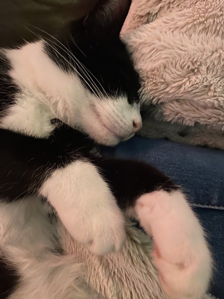 Sherri🇬🇧🇮🇱💜🤍💚🦇 tweet media