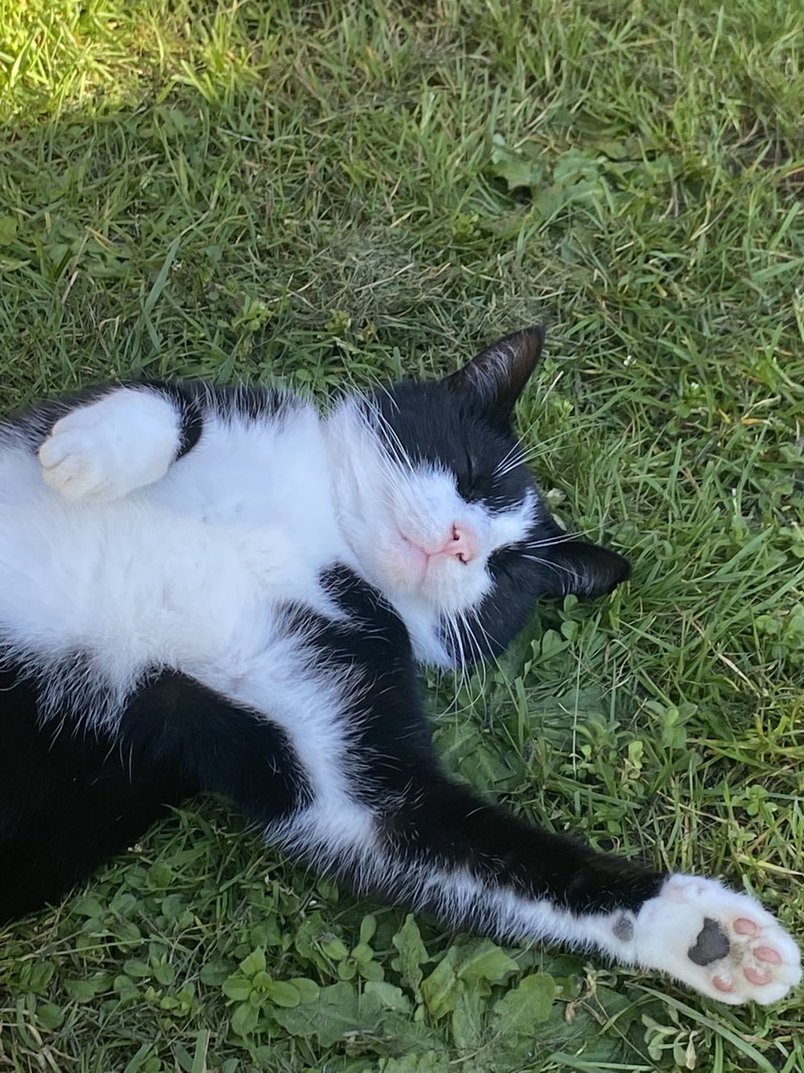 Sherri🇬🇧🇮🇱💜🤍💚🦇 tweet media