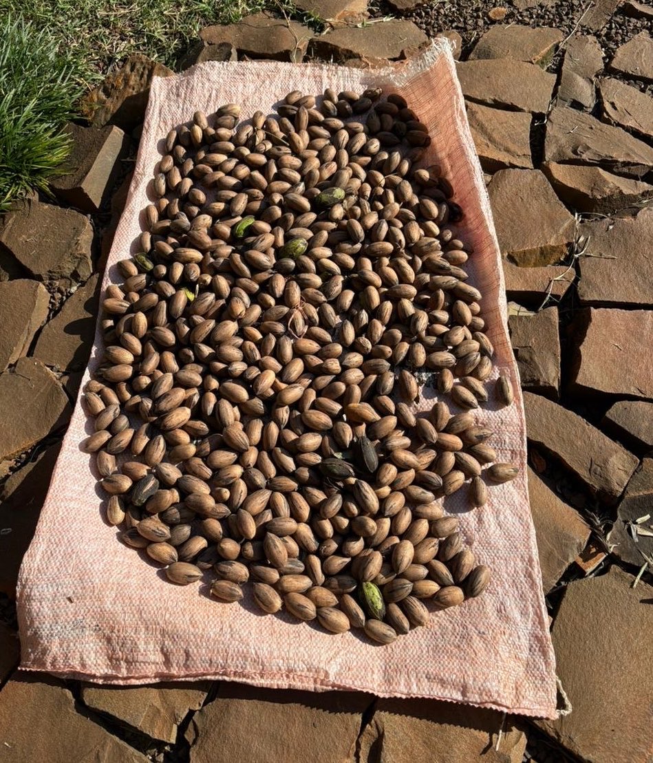 convenhamos tweet media