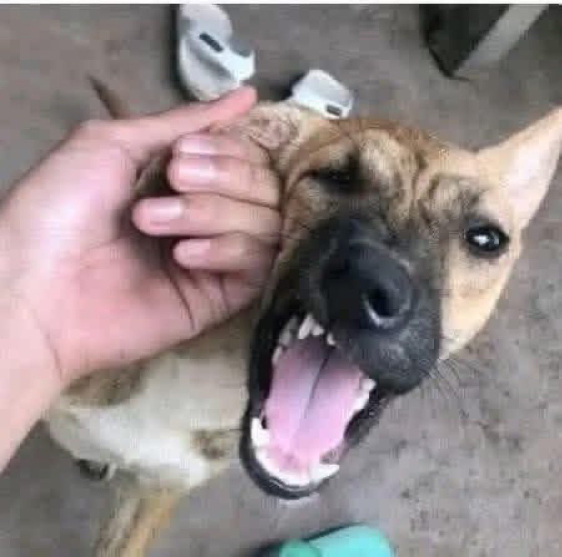 Limited edition 🇮🇶. tweet media