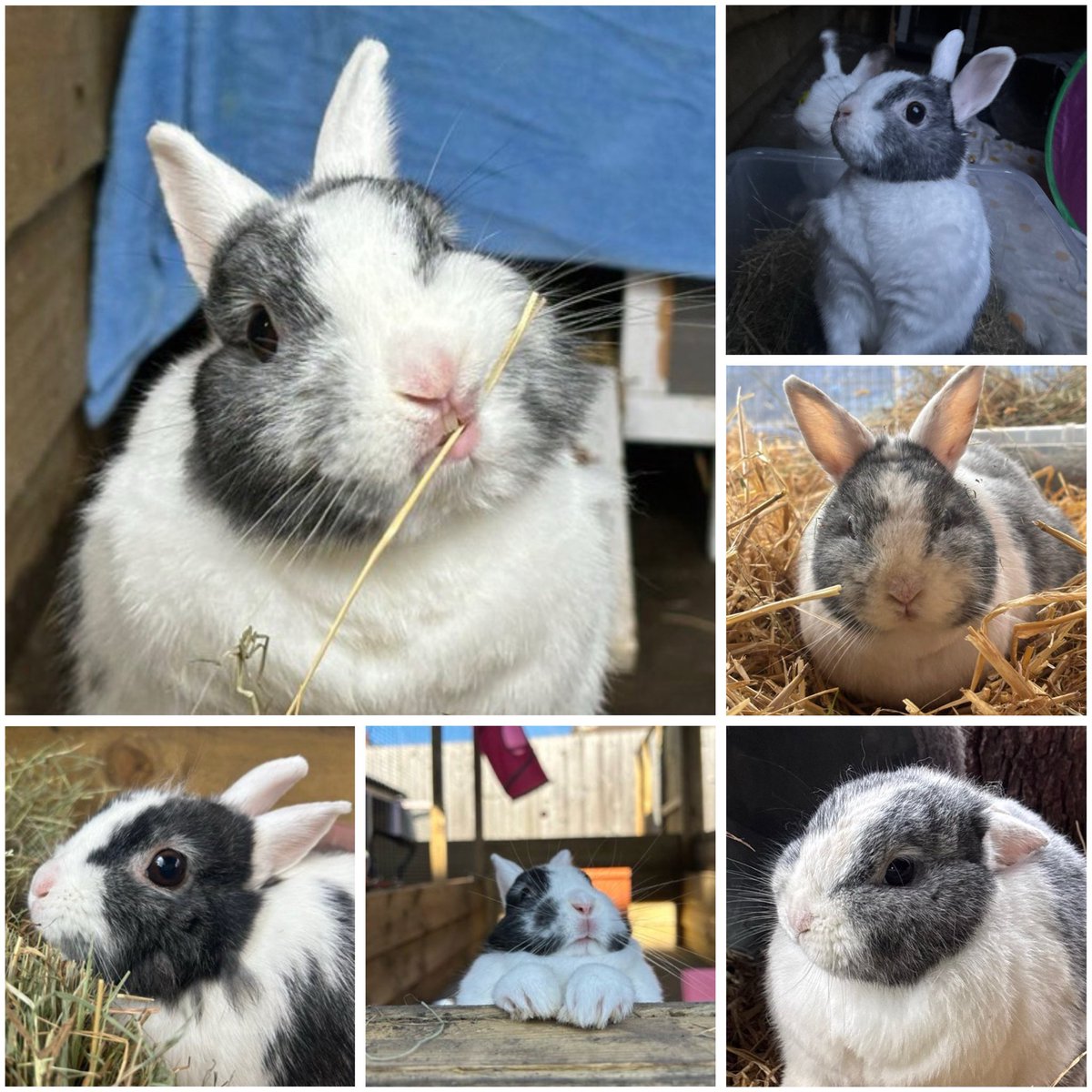 Carrot Cottage Rabbit Rescue tweet media