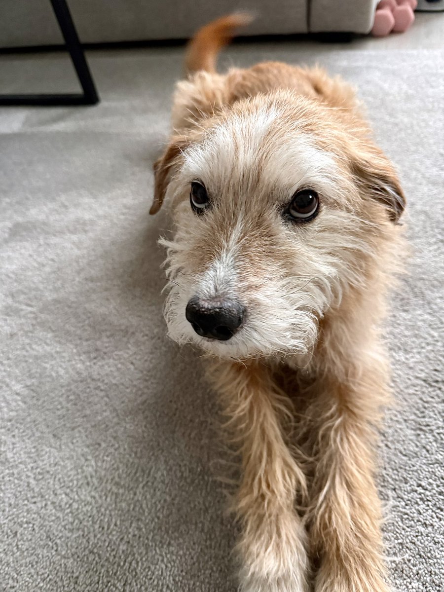 Gabriele tweet media