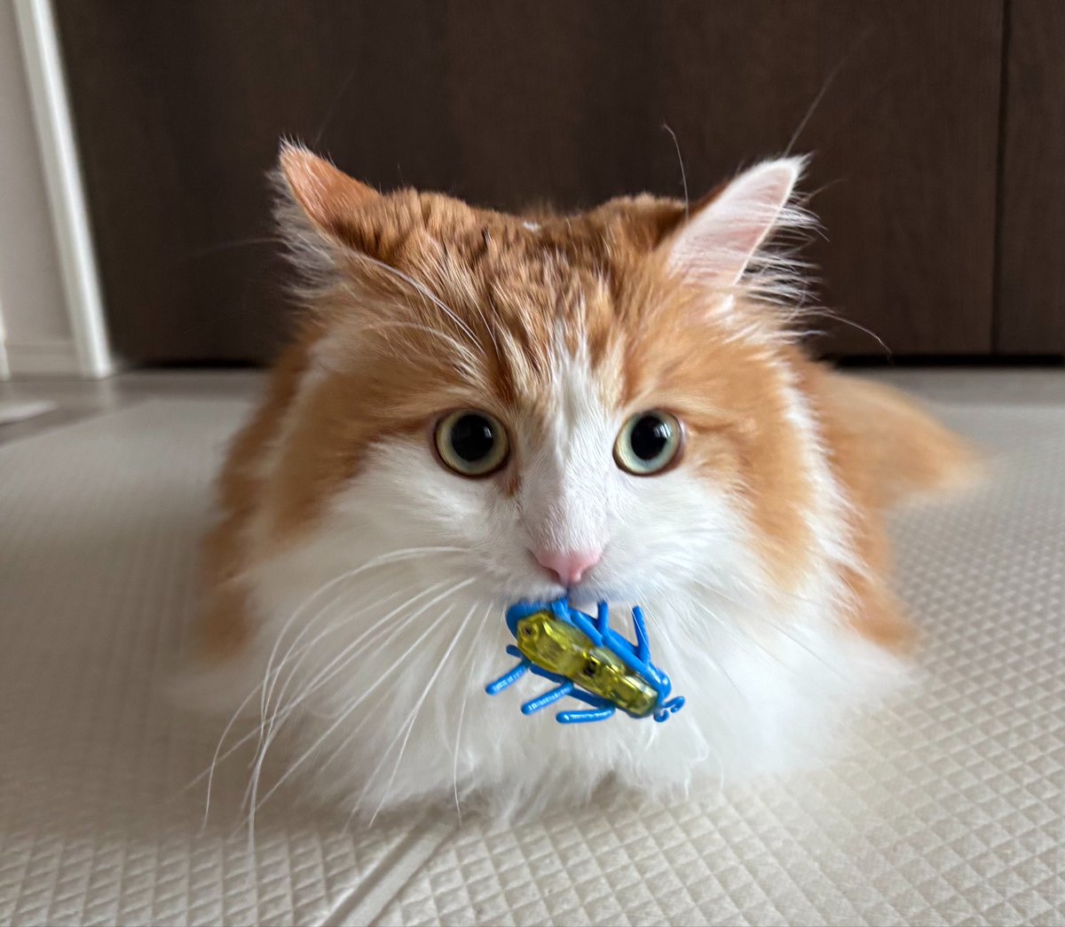 鹿谷ファミリー tweet media