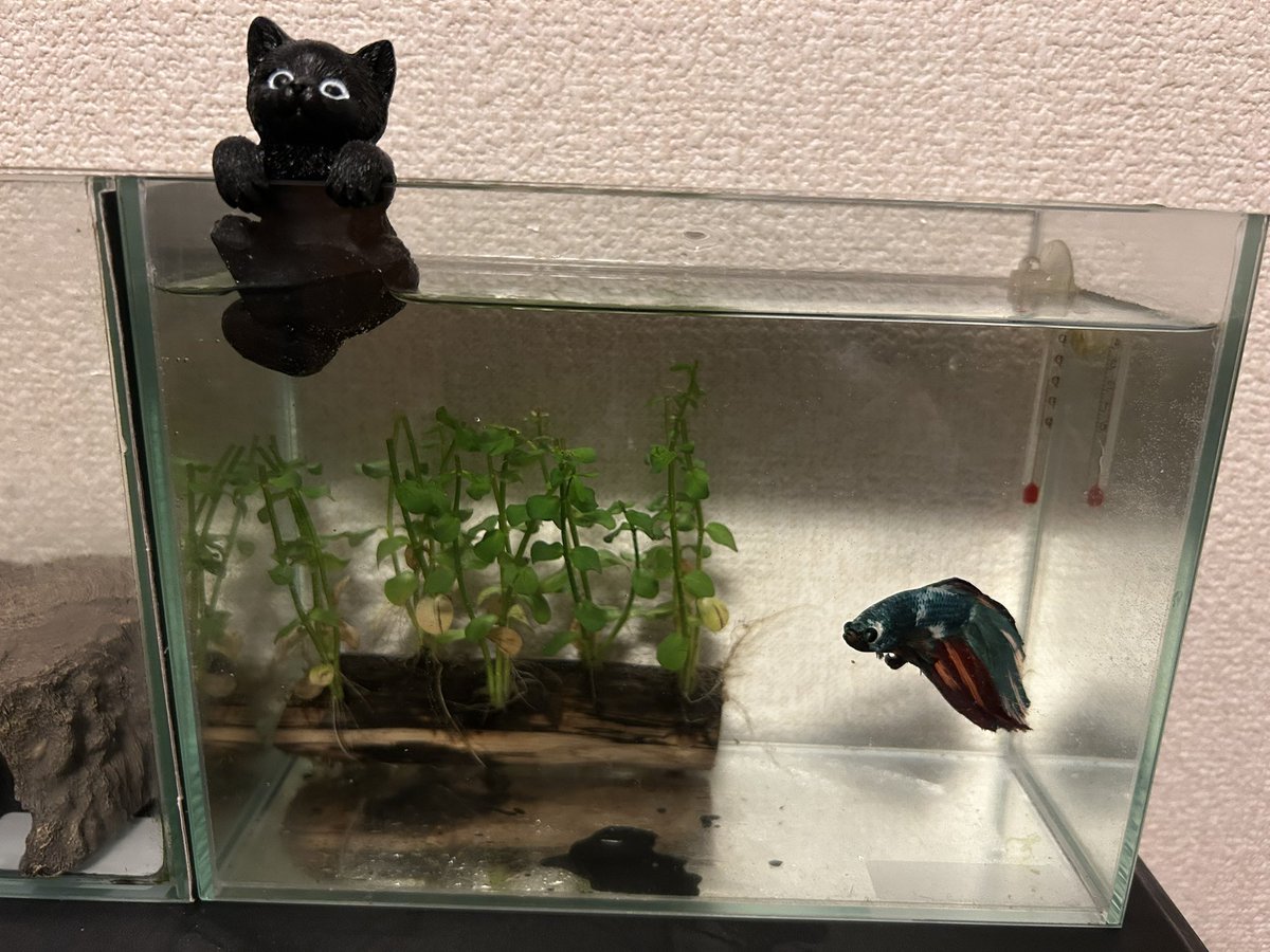 ワロタさん@小説家志望の実況者 tweet media