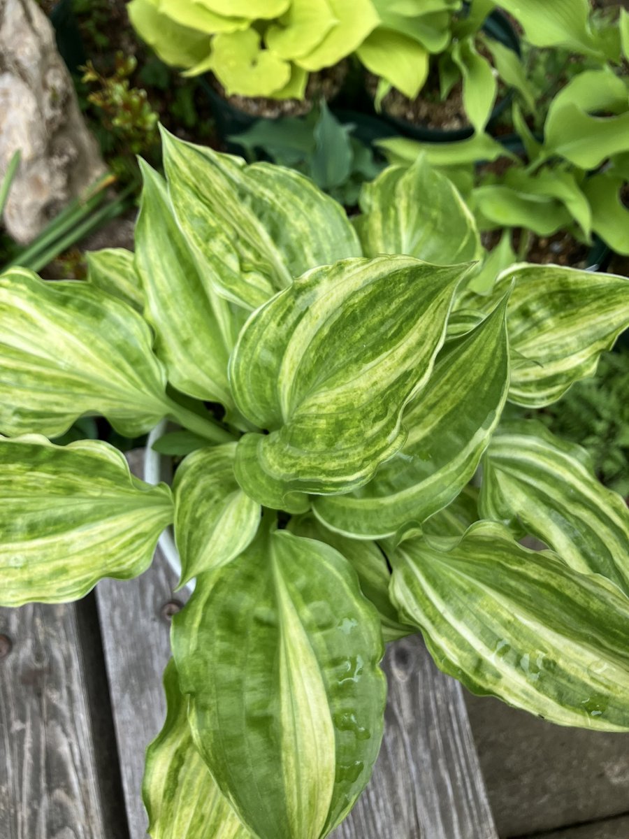 hostany ホスタ🍀 tweet media