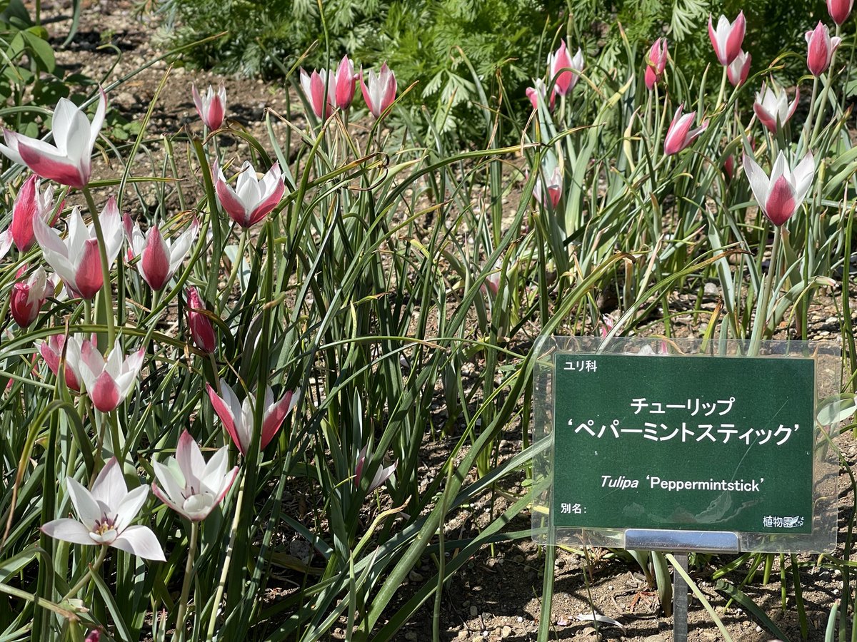 m_m8585's tweet photo. 花もかわいいけど名前が
更にかわいくない？ https://t.co/ksO1Em1raG