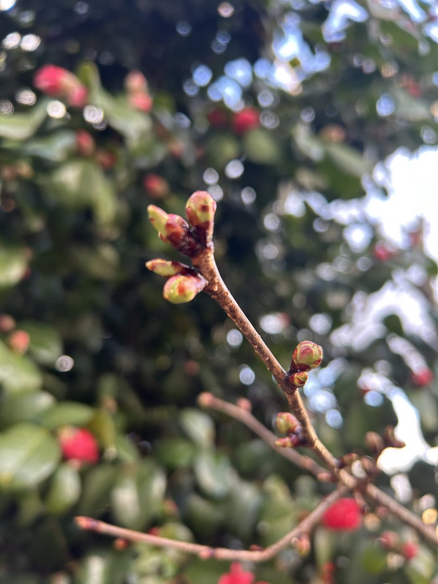 まよい tweet media