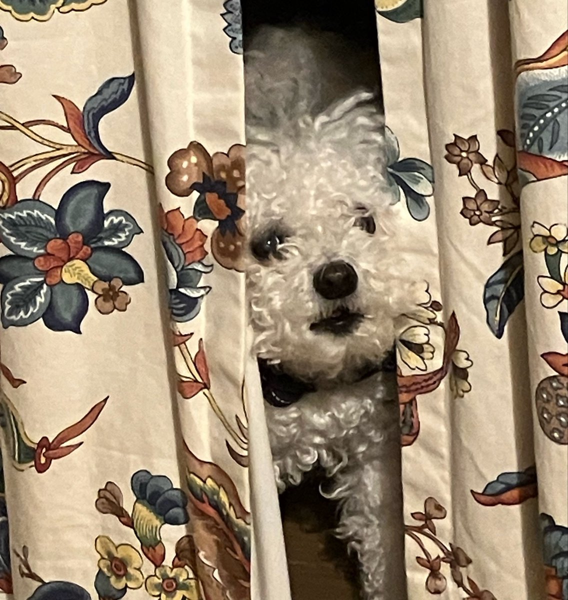 Little Bear tweet media