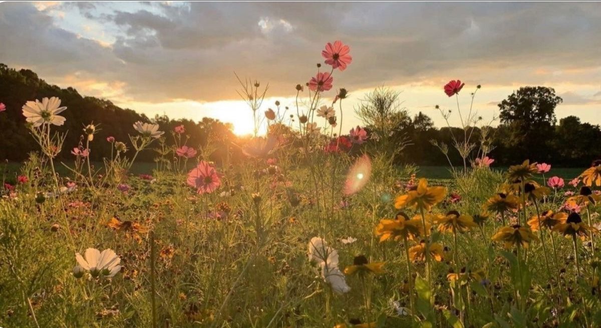 zENa⁷ | 7hypen tweet media