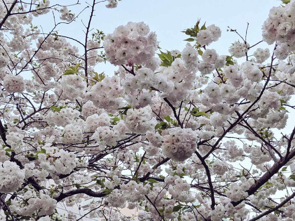 今日見に行ったらもう葉っぱが増えてた
桜よお前……エモがすぎるぞ……