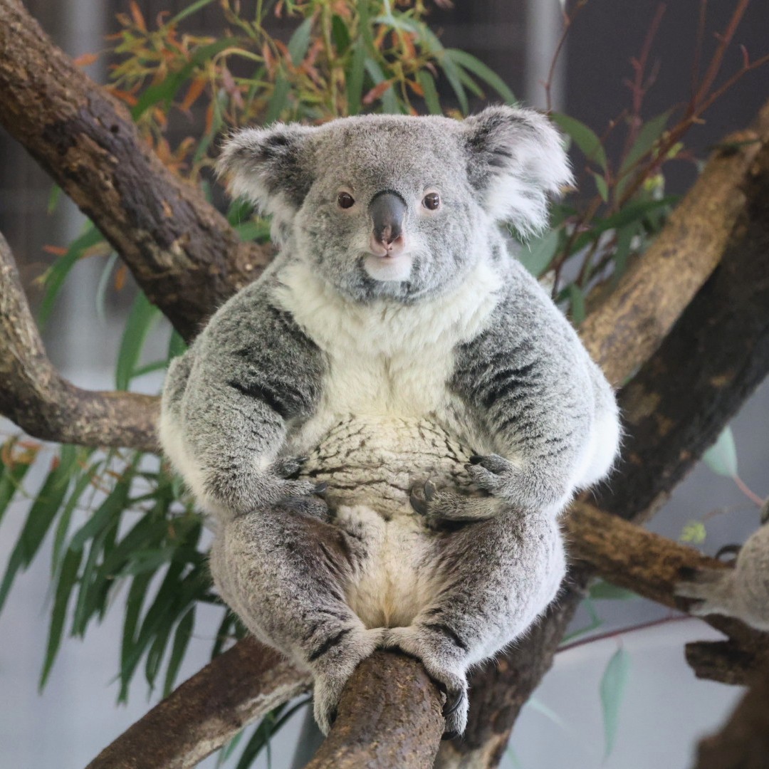 やまこじ tweet media