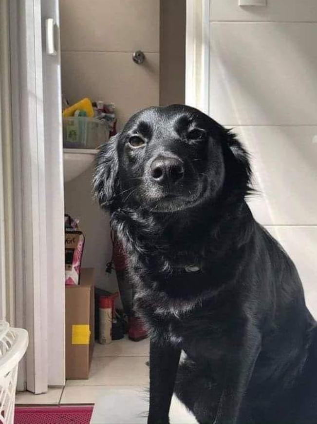 "Two months ago I adopted this girl. Her name was Vitória, but I was not a big fan of that name...I wrote down three name options on a piece of paper, j I put the cookie on it and she chose Greta Maria.
We don't know how old she is for sure (we think she's 2), she spent her life