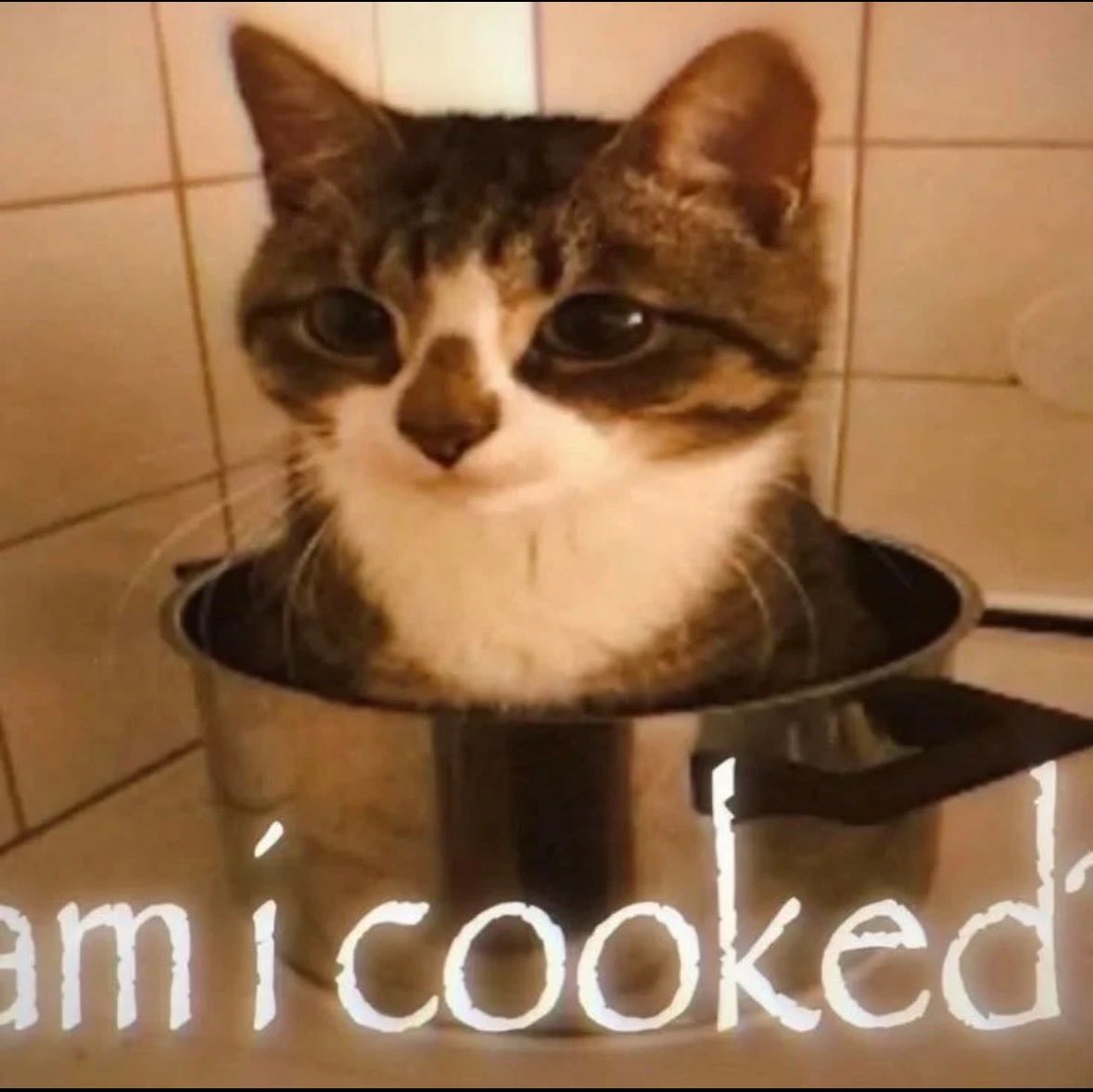 用户6755982 tweet media