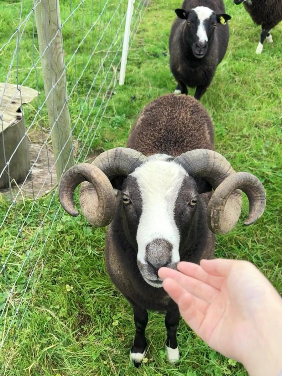 A day of healing by small animals