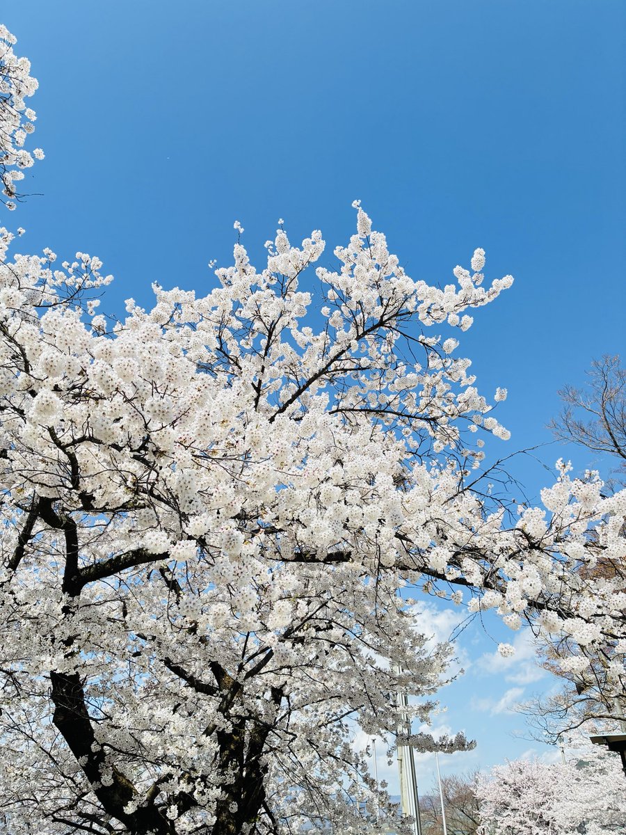 学校の桜が満開ですごく綺麗でした