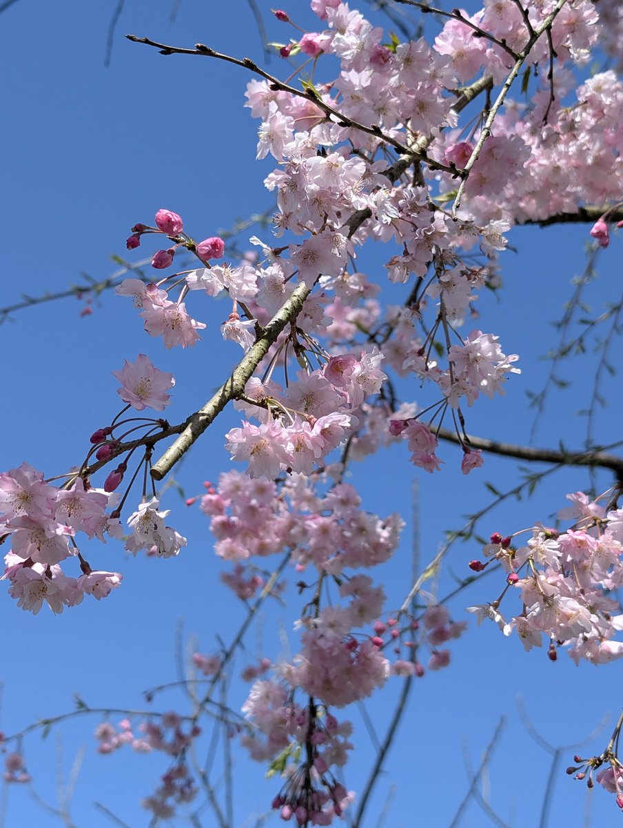 kaz✱٭❀* tweet media