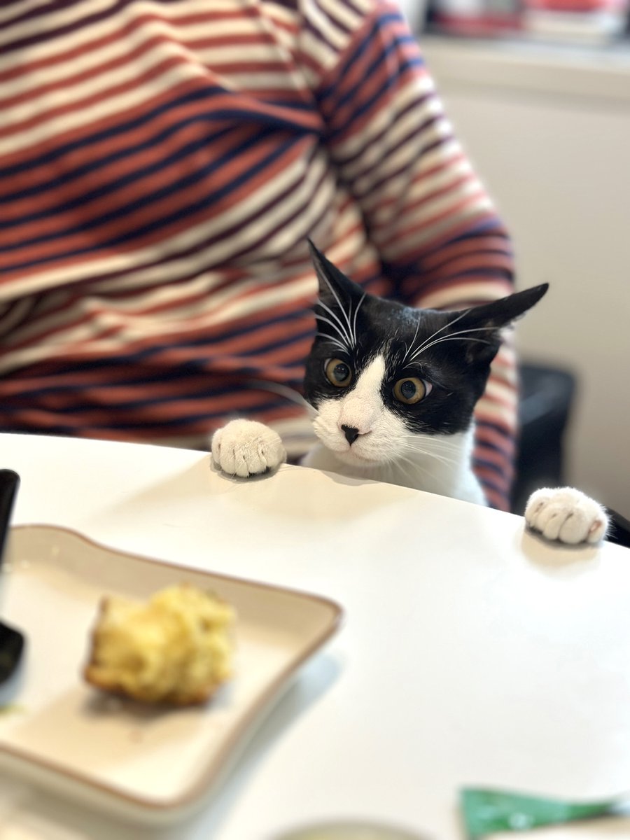 호밀밭의 사기꾼 tweet media