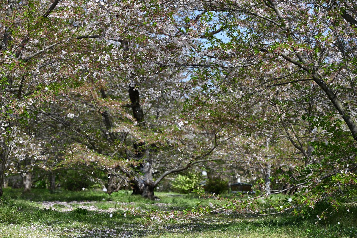 kensukevr6 tweet media