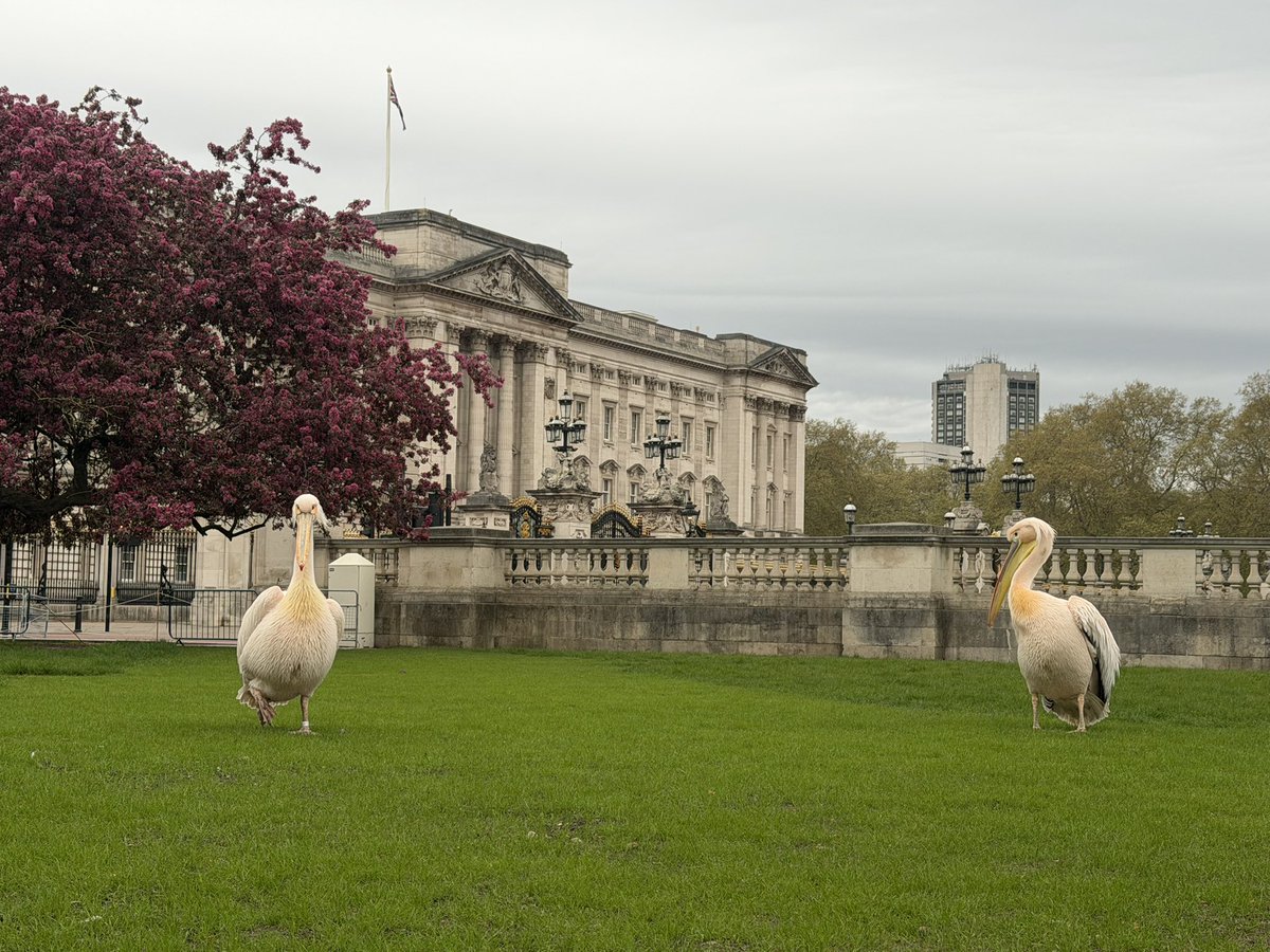 dft_fgo's tweet image. Spring Time 🐥🦊
St James’ park London
@theroyalparks 

#springinlondon #london #theroyalpark #stjamespark