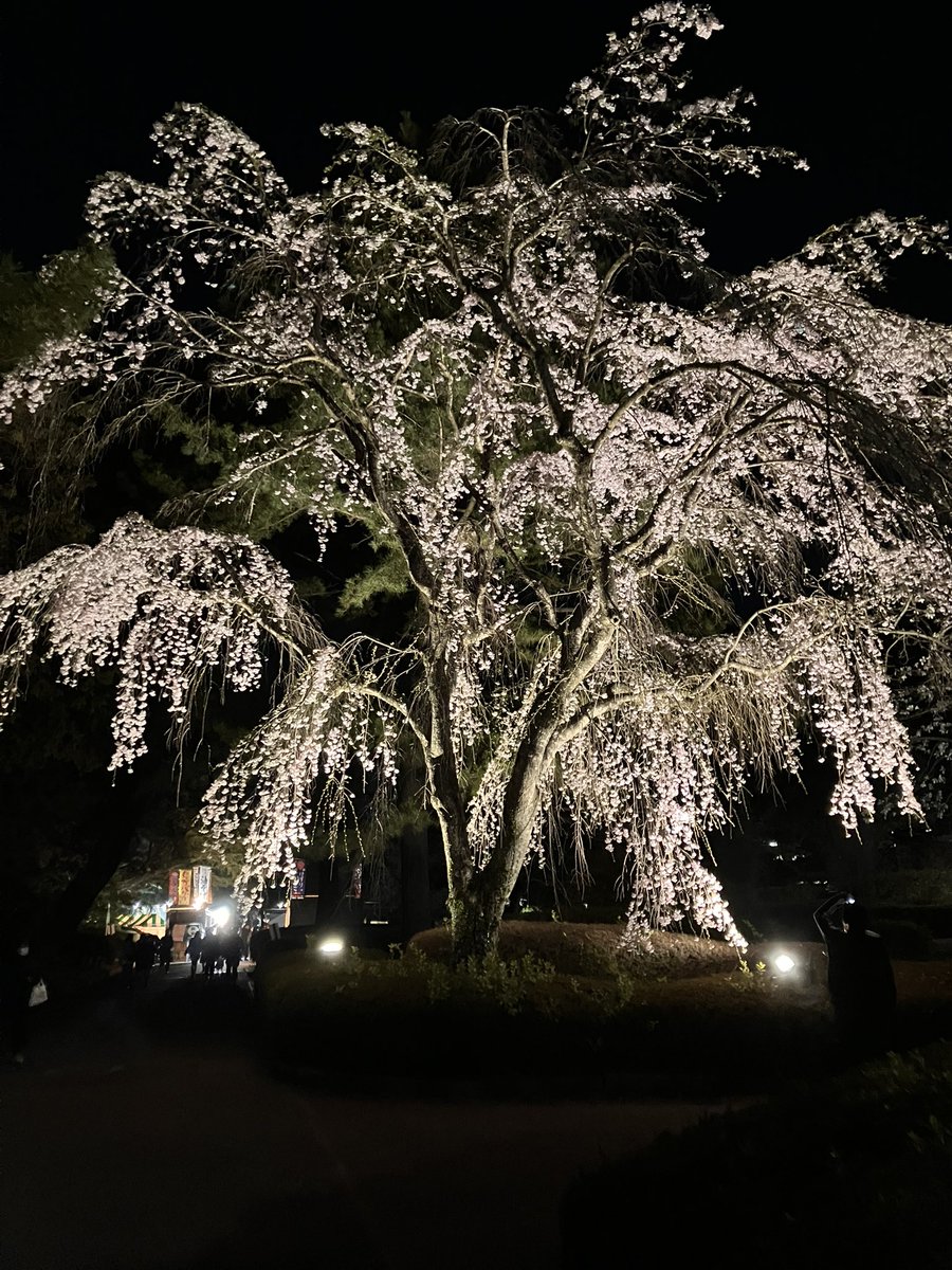 smori23's tweet photo. ＃榴ヶ岡公園 https://t.co/63GwX7fj6f