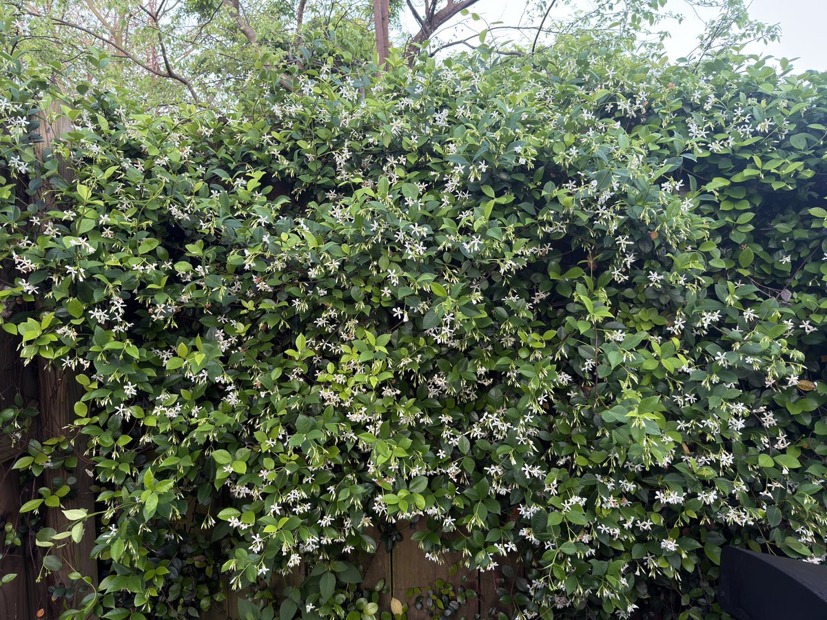 Micah Backer tweet media