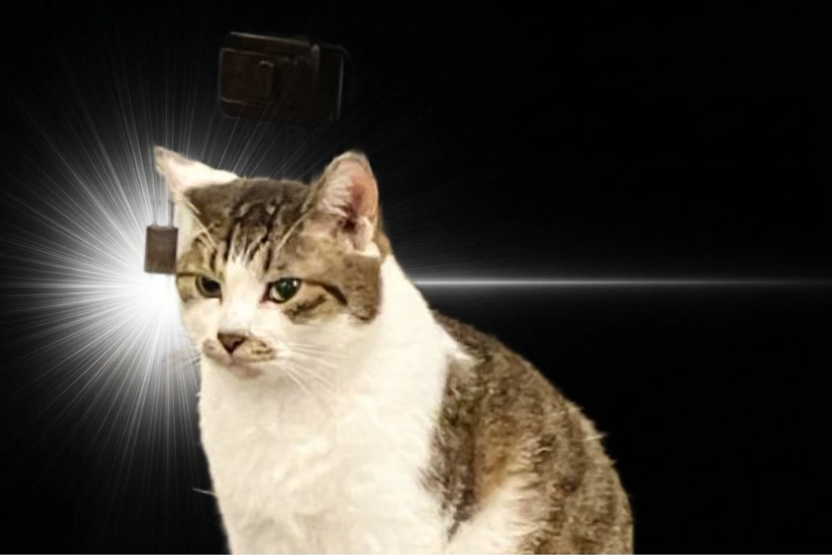 例のアレ、やってみた。後部のケージが一部残ってしまったが。
#ミーシス 
#むー民