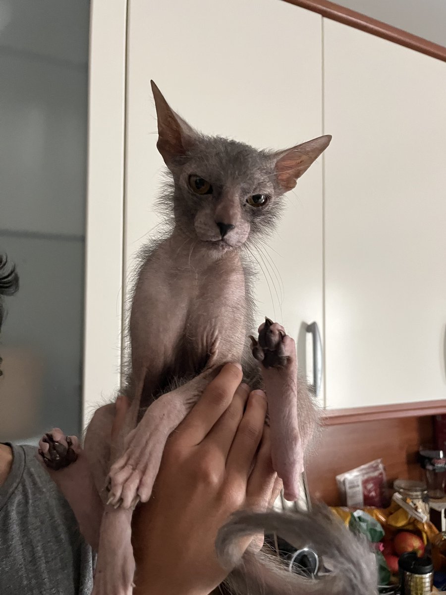 jo🌸 #teambachira tweet media