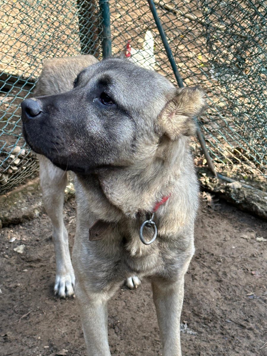 cgdmylmz tweet media