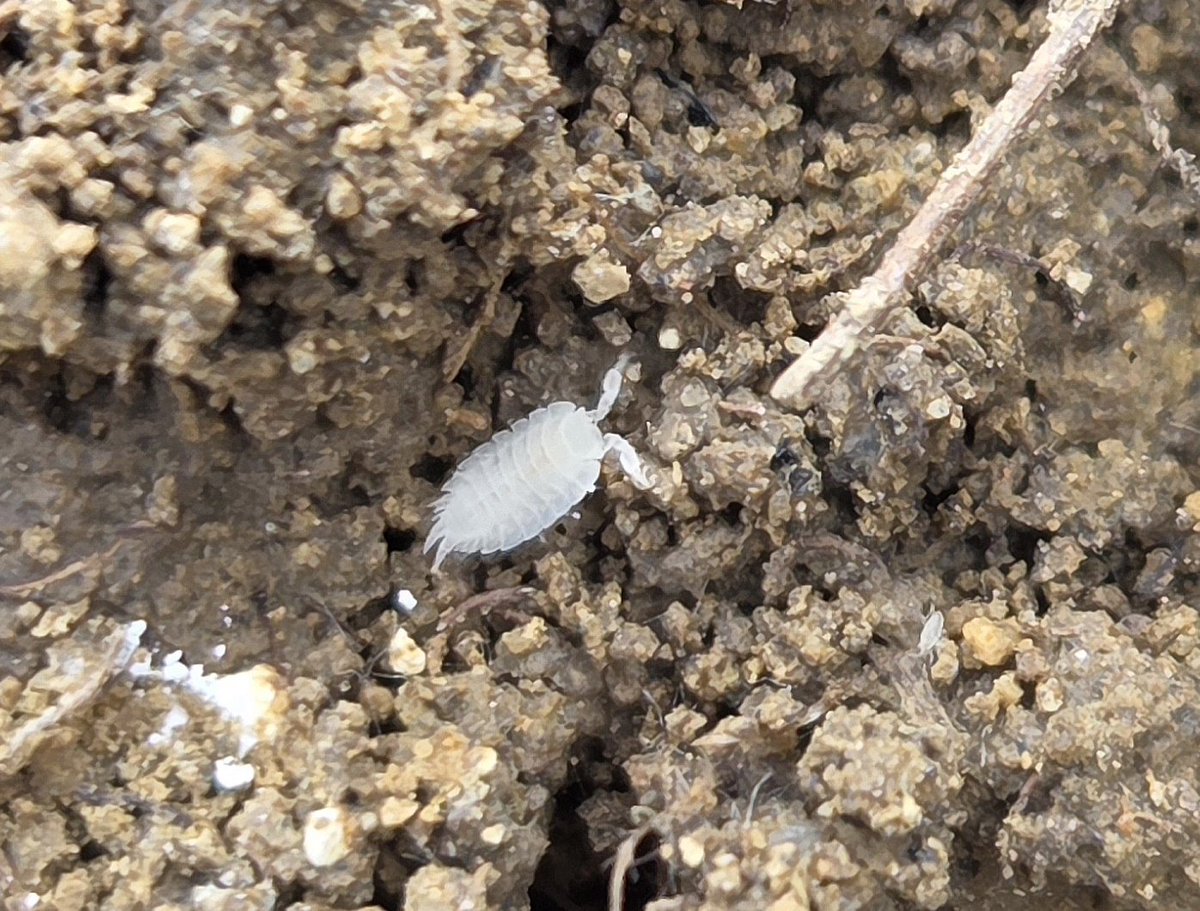 stuartjread's tweet photo. A few interesting species from Kiln Farm, Long Melford today;
Horseshoe Ladybird  (Clitostethus arcuatus) beaten from Yew
Ant Woodlouse (Platyarthrus hoffmannseggii) in an ant hill
Plum Woodlouse (Porcellionides pruinosus) in a manure heap
Dermestes murinus from a Muntjac head https://t.co/TLtre56jV3